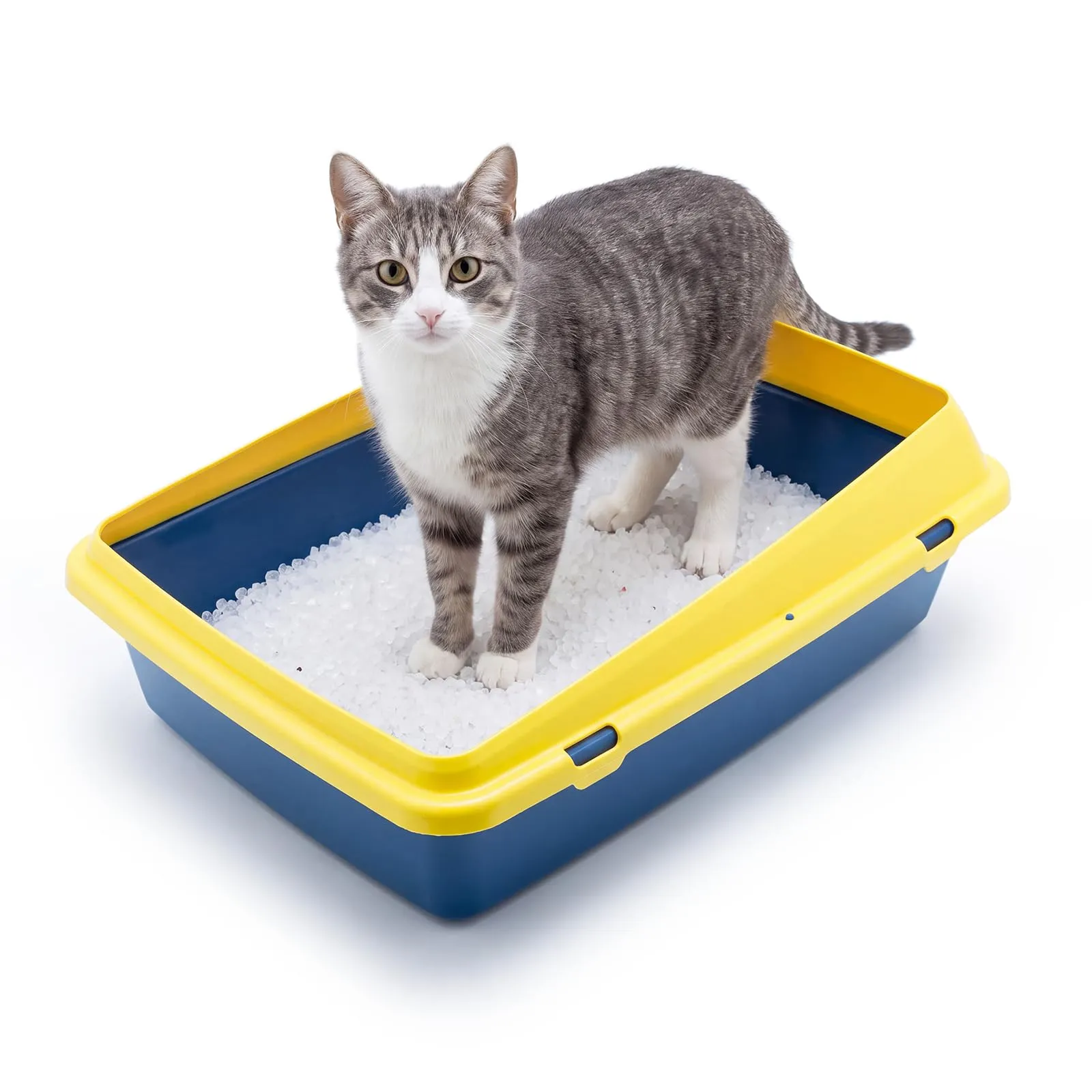 Animal House Lettiera per Gatti Lunis Con Bordo, Vaschetta M
