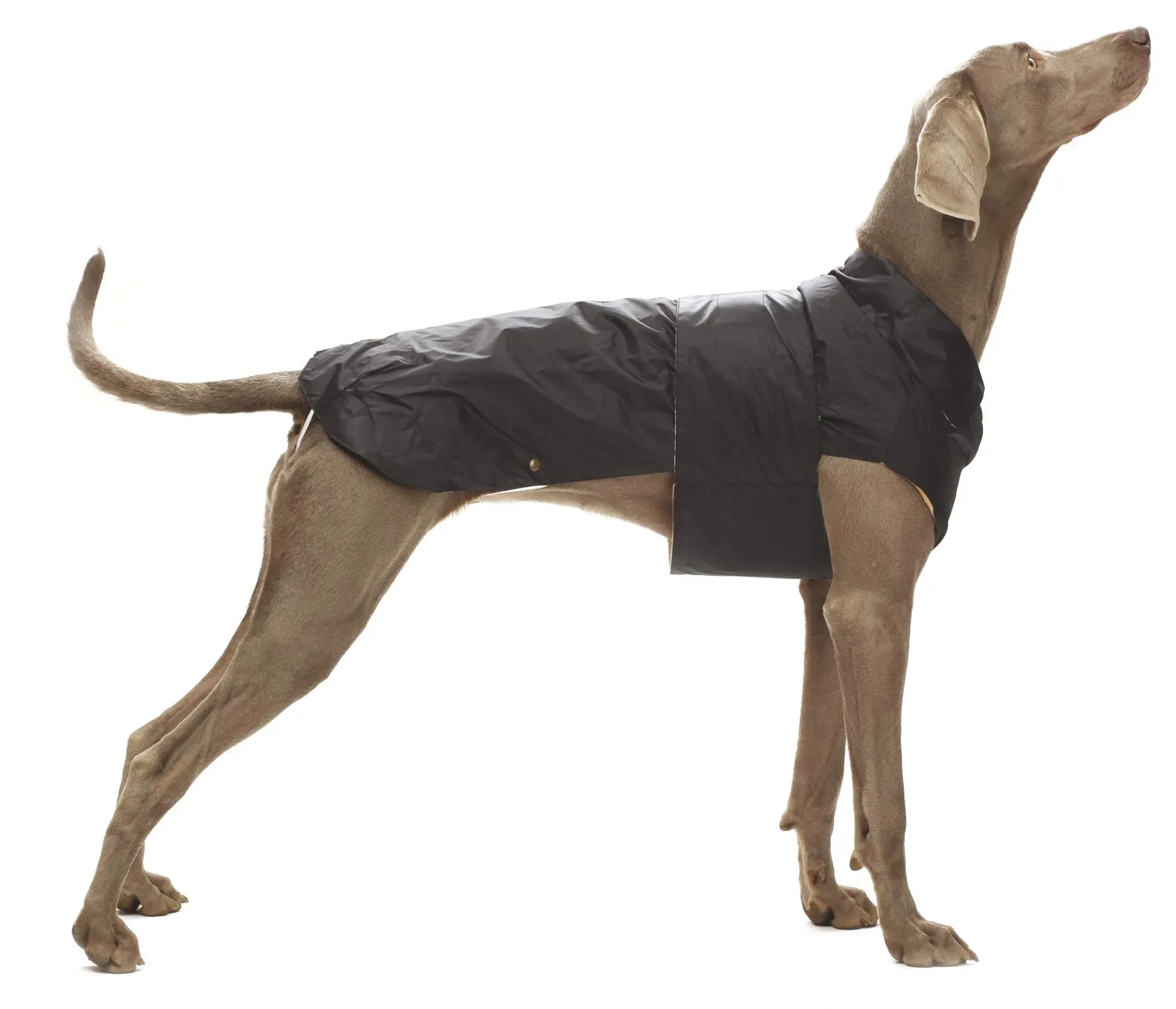CROCI, MONTREAL, Cappotto per cani, Mantello invernale, Giacca impermeabile, Taglia 25 cm, Nero
